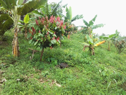 Imagen 7 de 10 de Finca En Sector Las Palmas Cod. Indif-067