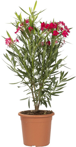 Laurel Flor Planta Exterior 4 Litros - Envios