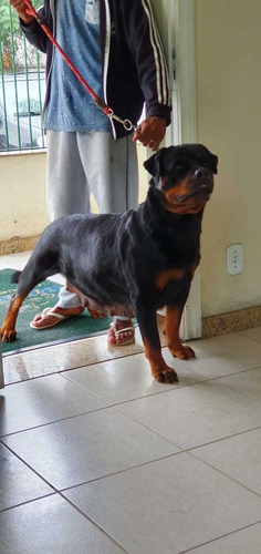 Filhotes De Rottweiler Com Pedigree Entrega Grátis*