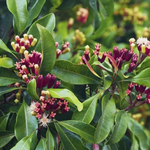 Kit 4 Pct Chá Cravo Da Índia Flor Syzygium Aromaticum L 100g