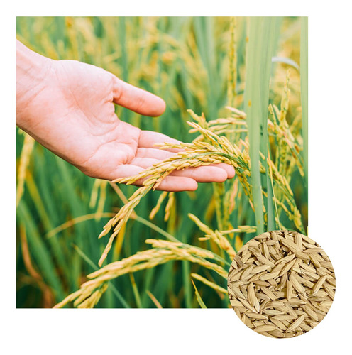 Sementes De Arroz Sequeiro Iac 202 - 13kg