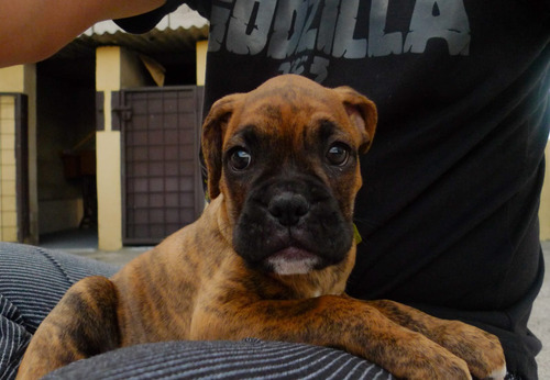 Cachorros Boxer 