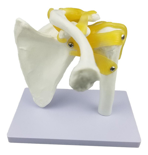 Modelo De Articulación Del Hombro De Anatomía Con
