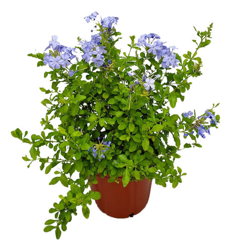 Jazmín Celeste (plumbago) 30 A 50 Cm