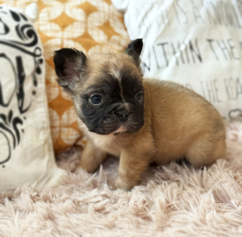 Bella Bulldog Frances Hembrita Fluffy Pelo Largo Con Papeles Fawn