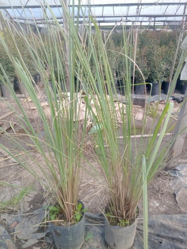 Paspalum Haumanii Graminea Ornamental Cerco Vivo