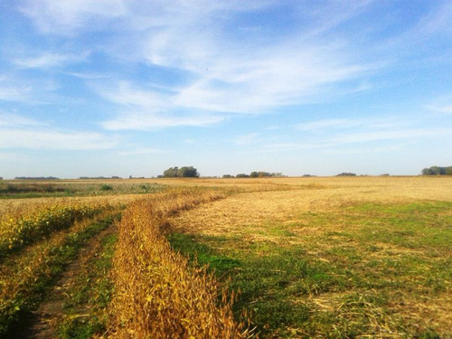 Campo - Cachari