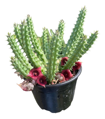Cactus , Suculenta Huernia Dragón Rojo