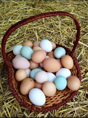 Huevos Criollos Fertiles X30 Und 