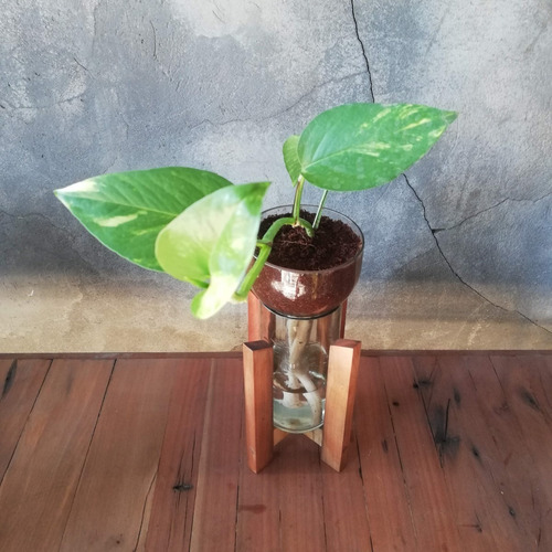 Scindapsus Little Plant 24 Con Soporte, Maceta Autorregante