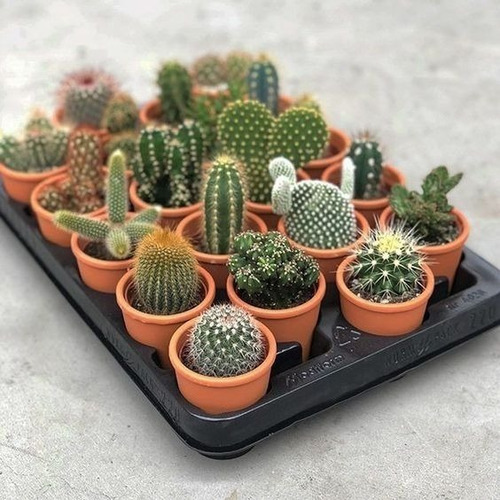 Imagen 4 de 6 de Amor A Las Plantas, Recuerdo De Seculentas Coleccion Aa