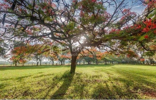 Terreno À Venda Em Residencial Haras Patente - Te005078