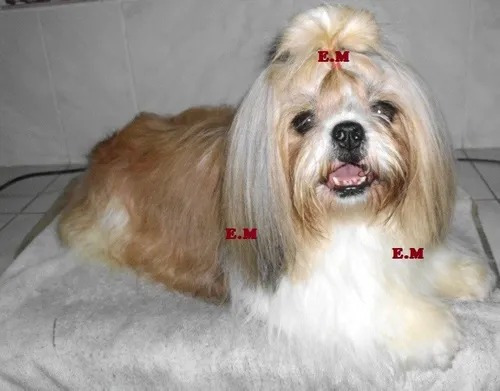 Shitzu Shih Tzu Shihtzu Mini 350 Pureza Garantizada
