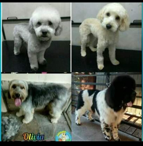 Peluquería Canina A Domicilio Consultar Zonas