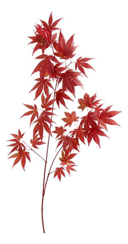 Maple Japones ( Planta ) Acer Palmatum 1.m , Arce Japones