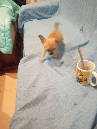 Imagen 5 de 5 de Cachorros Chihuahua Hembras