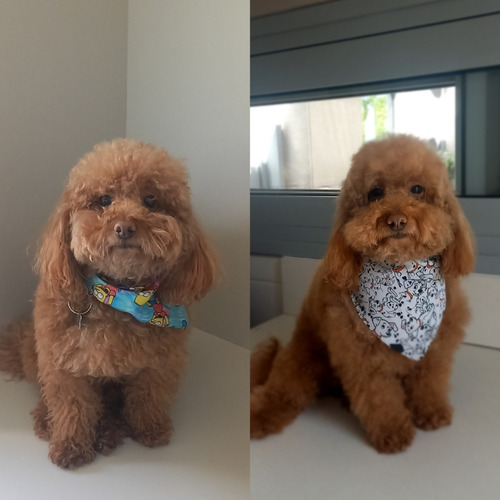 Imagen 4 de 9 de Peluqueria Canina A Domicilio Countrys (zona Norte)