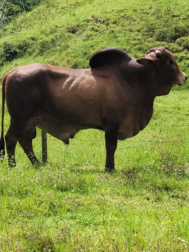 Se Vende Finca Ganadera En Doradal