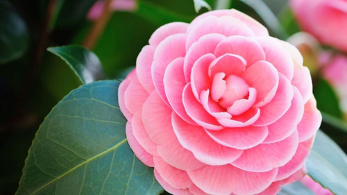 Camelias Jovenes Rosadas, Matizadas, Blancas