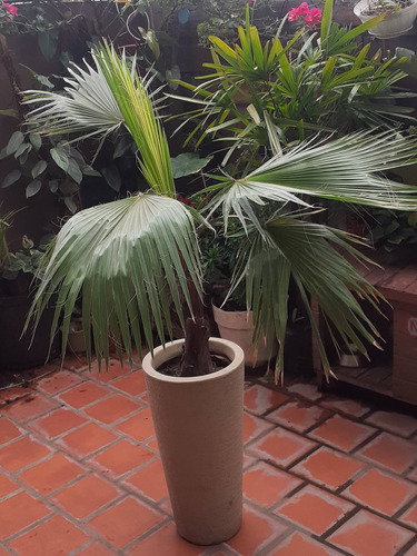 Palmera Washingtoni(palmera De California) + Maceta Premium