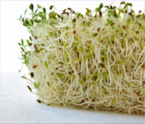 Semilla De Alfalfa Para Germinar Y Sembrar Germinado 100 Gr