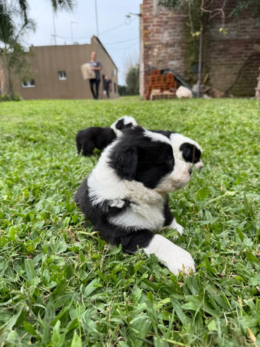 Cachorros Border Collie