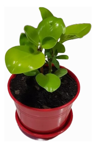 Planta Peperomia Verde Lemon Maceta N*14 // Bowl N*18