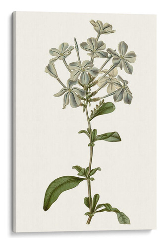 Canvas Lab Cuadro Botánicos Azules Suaves Vii 30x45, Curtis