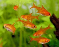 Comprar Peixe Tetra Foguinho Amandae (lote Com 5 Peixes)