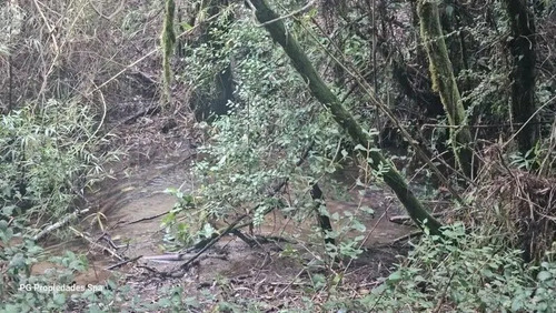 Terreno De 5 Hectáreas En Punucapa, Valdivia