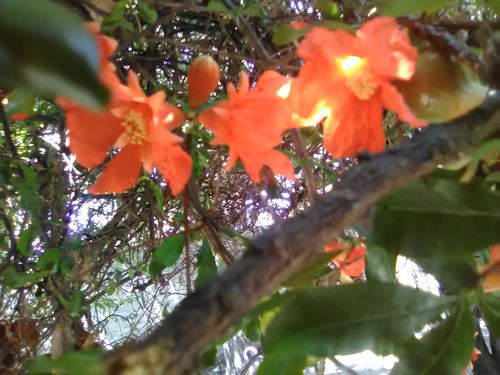 Abono Orgánico Para Floración 20 Kg