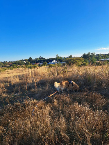 Parcela De 5000 M2 Factibilidad Pozo, Postación Eléctrica
