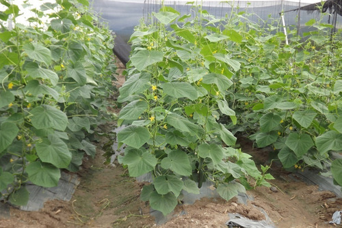 Semillas Pepino Encurtir Tipo Pickles X Sobre Huerta En Casa