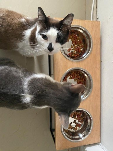 Cama Y Comedero Para Gatos