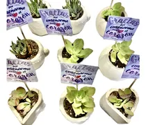 Comprar Suculentas Souvenir Cactus Pack X 12 Macetas Eventos Cumples