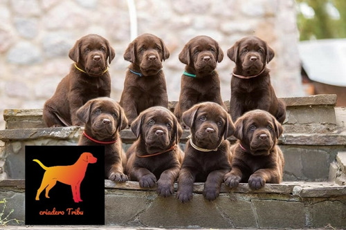 Nuestros Labrador Machitos 100% Reales Acerquese