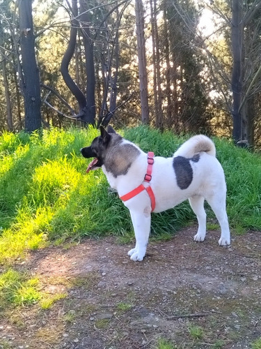 Cachorros Akita Americano