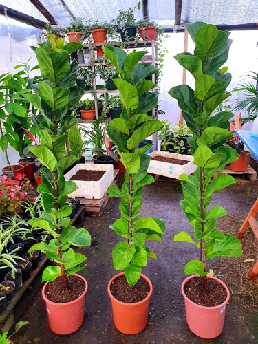 Imagen 4 de 8 de Ficus Lyrata Oferta !!!