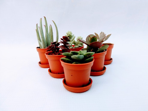 Suculentas Mix 70 Pzas 2 Pulgadas Con Plato Envio Gratis