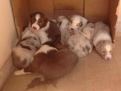 Border Collie Filhotes Lindos Dia Dos Namorados