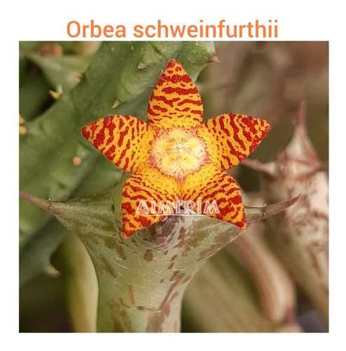 Suculeta Orbea Schweinfurthii - Ascleps, Huernia, 