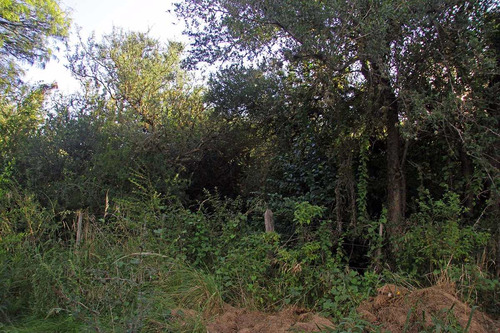 Imagen 10 de 14 de Venta De Terreno En Carpintería Calle Las Mandiocas Mts 1791