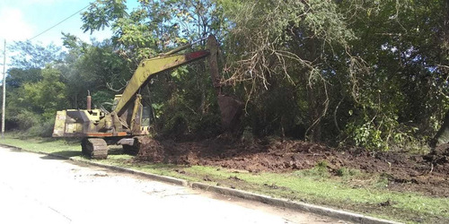 Imagen 9 de 10 de Poda De Arboles, Limpieza De Maleza Y Terrenos