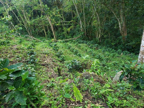 Finca Cafetera En Tachira