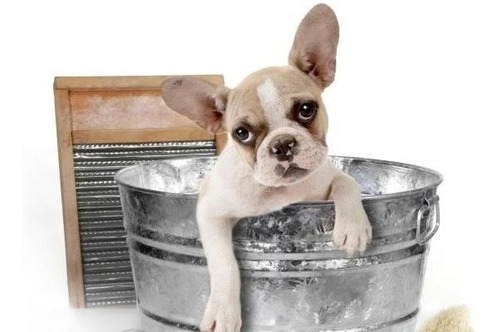 Imagen 10 de 10 de Maquina Profesional Caninos Cortadora Perros Peluqueria Gtia
