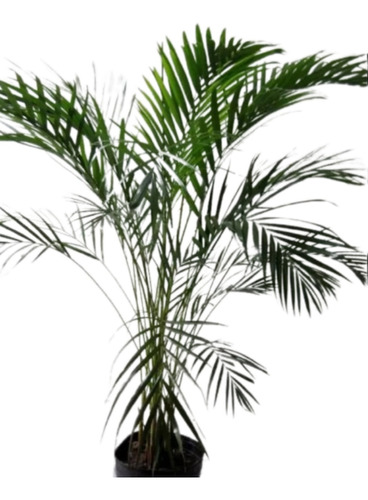 Planta Areca + Maceta 