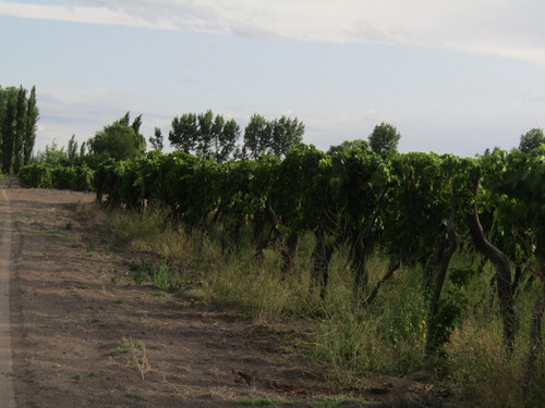 Vendo Finca Productiva Ruta 143 San Rafael Mendoza