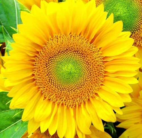 150 Semillas De Girasol Amarillo Gigante