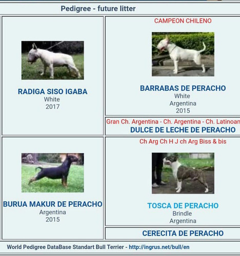 Bull Terrier Servicio De Stud