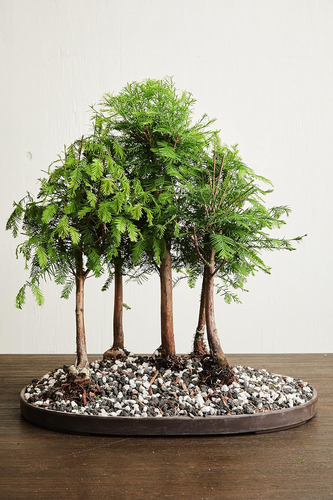 Suelo Para Bonsais De The Bonsai Supply, 2 Cuartos De Cua...